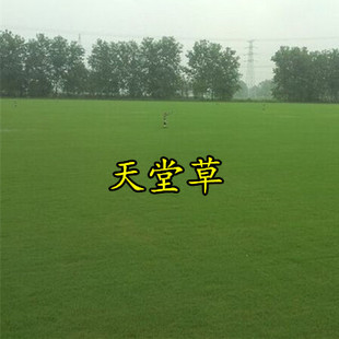 ���òݷN�� �Ͱ��Ͳ�ƺ�� ���`̤��С�^���@ͥԺ�G�� ��ƺ�N��