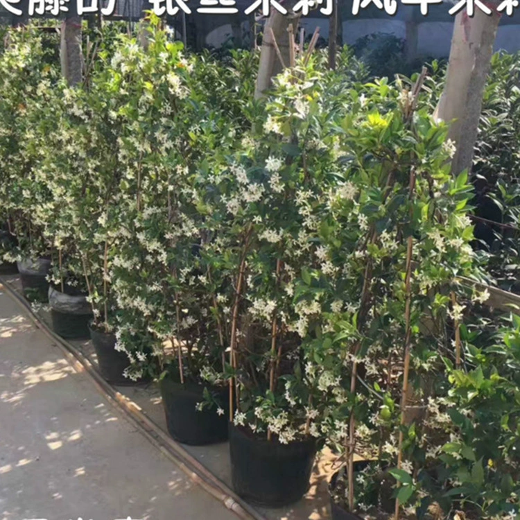 Виноградное растение Ветряная мельница Жасмин Балкон Серебряный Шелк Жасмин Роудстоун Виноградная лоза Вечнозеленый Двор Аромат