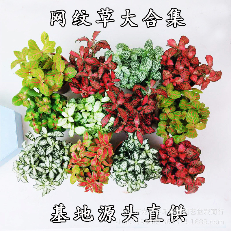 Net Grass Plant Color Powder Anne Forest Flame White Angel Micro Landscape Landscaping Mini Rainforest Water and Land Tank Plants
