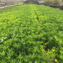 木春菊杯苗 茼蒿菊 木茼蒿 开黄色小黄花 常绿云南基地直销