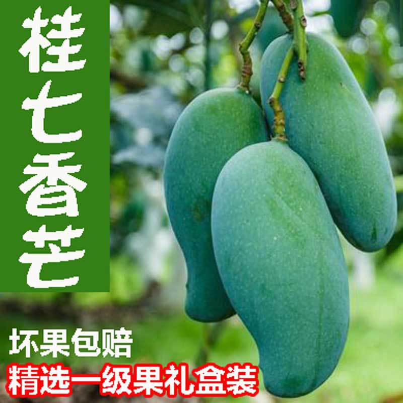 桂七芒产品展示图