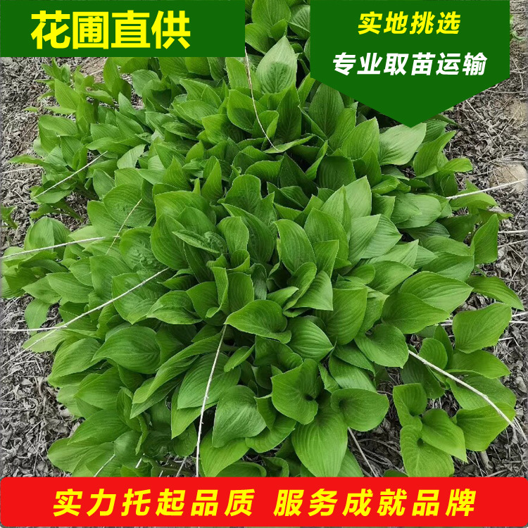 紫花玉簪2026年供应玉簪花卉苗市政绿化草花种球当年开花易成活