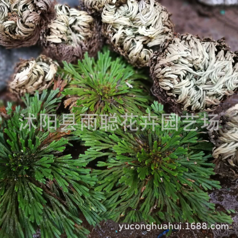 复活草植物不死草九死还魂草干还阳草野生还魂草卷柏盆栽泡水