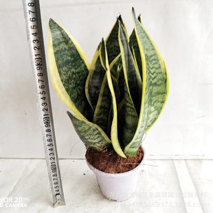 ����ֱ�N�^�~ֲ��С���Է�ݗ������ȩ�����՚�140#�����߅��Ƥ�m