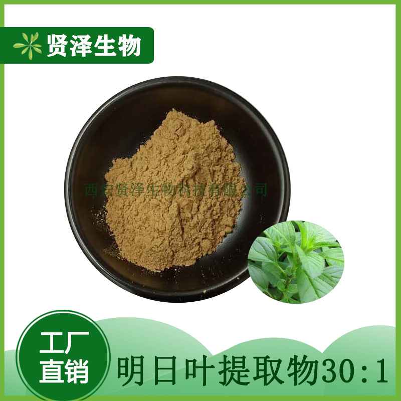 明日叶提取物30:1 多规格提取 明日草粉 贤泽生物 现货供应
