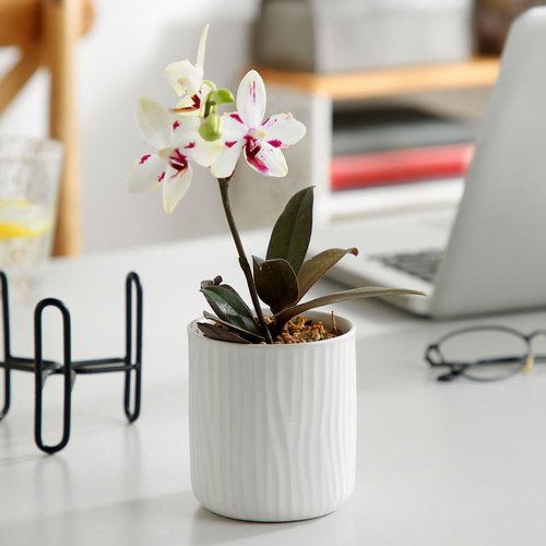 Simple creative ins iron ceramic succulent flowerpot Nordic plant potted flower basin desktop small diameter flower pot