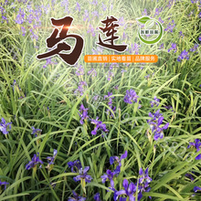 �R�m�����l�R�A�Rɏ�����}�|�ر����ܹ����o��ֲ��|���|���R�A��