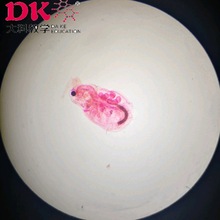 生产厂家显微镜玻片生物切片 高校使用动物切片 水蚤装片