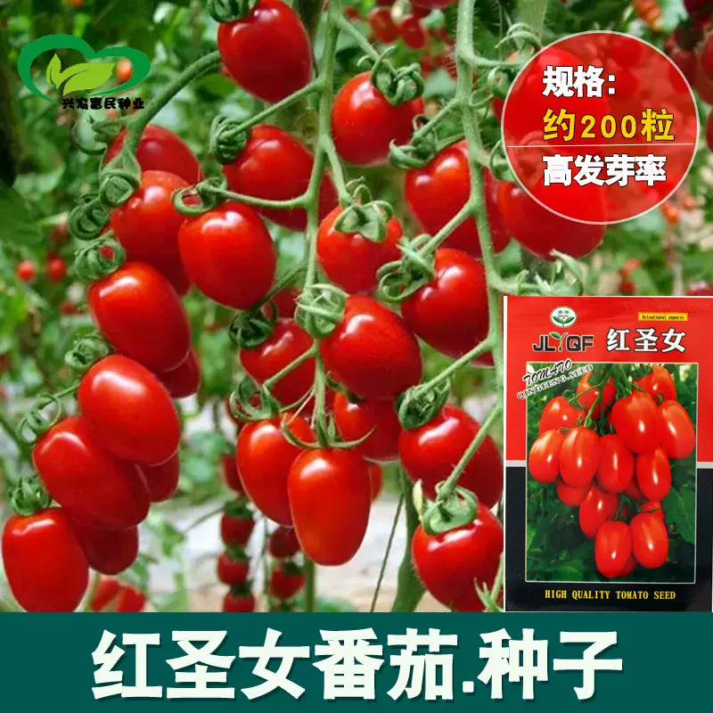 小番茄圣女果种子 家庭菜园肉厚水果椭圆小西红柿种子 蔬菜种子