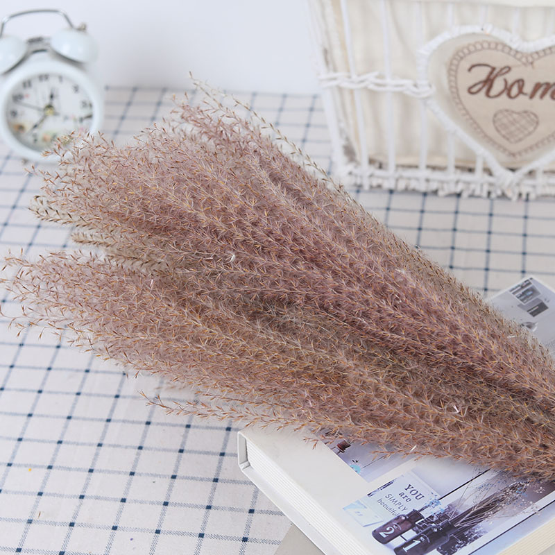 강모 먼지 20 장