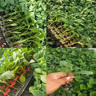 ���������S�������������������������t�����Ӳ�����765�����ݽ�