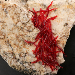 工廠批發腥味紅蟲蚯蚓假餌50/100條裝仿真路亞軟餌夜光魚餌小蚯蚓