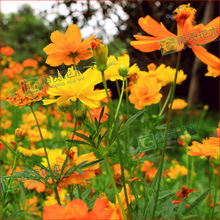 硫华菊种子 又名黄秋英 黄花波斯菊 硫黄菊 硫磺菊 黄芙蓉