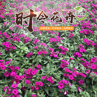 �����r��ܲ��~�ݲ����䠿ţ����ȸ�ݱ���һ���t���Ի����󃞻�