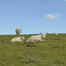 С��ţ�����Xһ�^/1--3�q��ţ�كr��/��ţ�Bֳ����