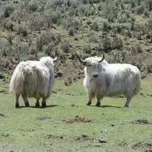 �����ך�ţ ���ţ�����Xһ�^ ��ţʲô�r�� ��ţ��B�c����