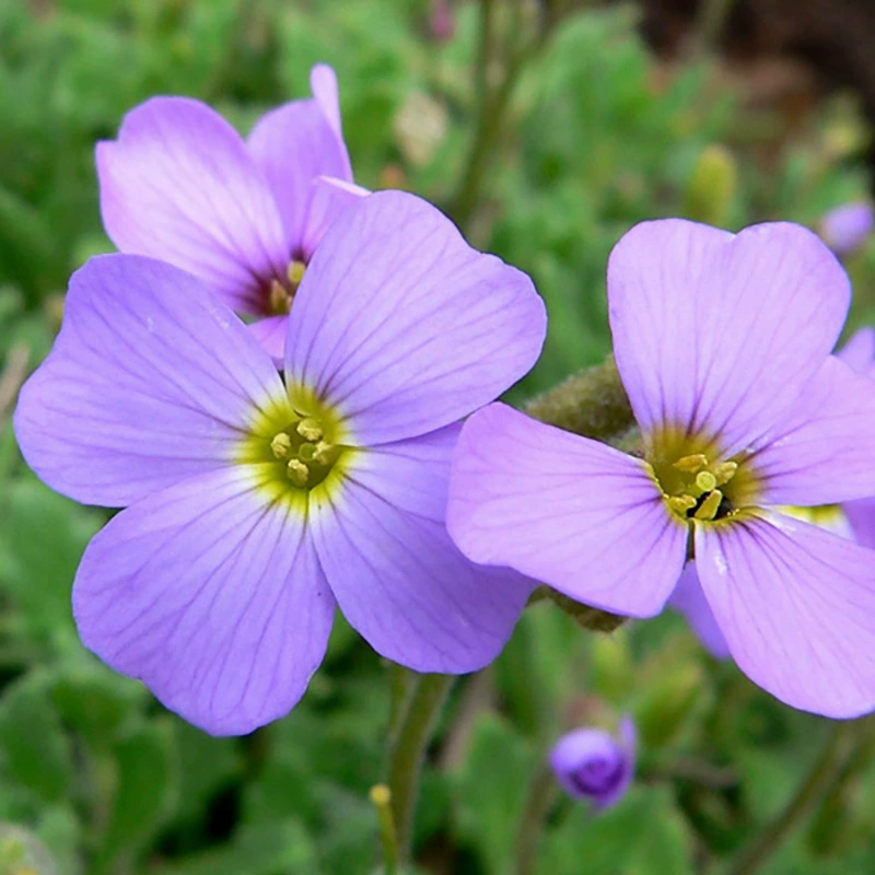 Семена цветов С. Талиана семена цветов Высокая Всхожесть С. Семена цветов талианы