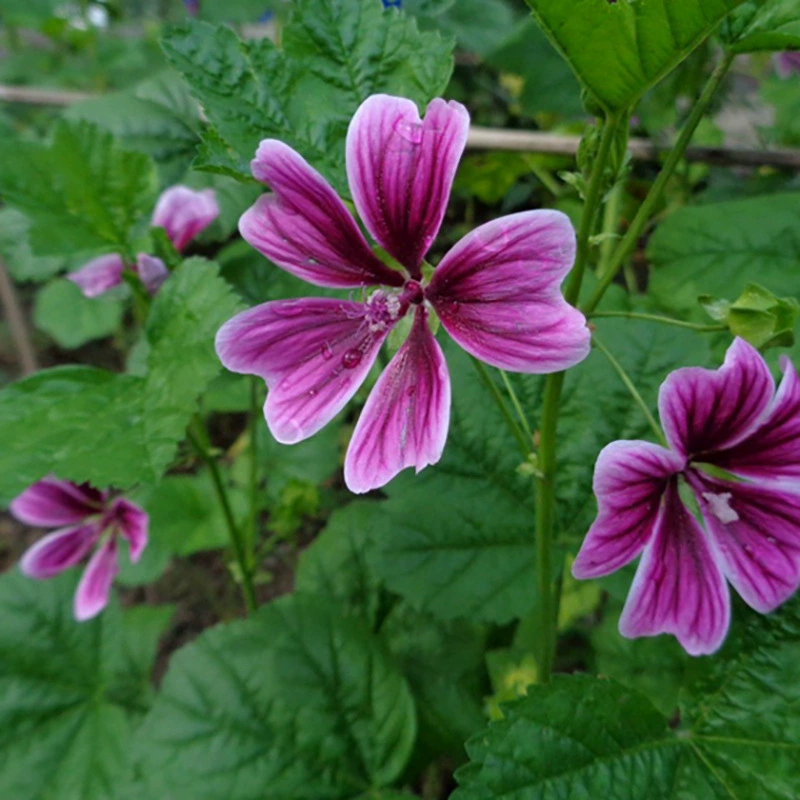 Малла Семена Оптом Семена Цветов Высокая Вхожесть Семена цветов Мелла
