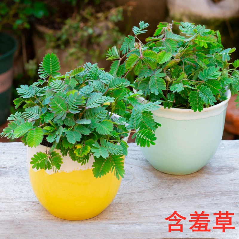 Мимоза в горшке, комнатное растение, офис, балкон, маленькое растение в горшке, стеснительная трава, цветок, рассада, настольное зеленое растение, свежее растение в горшке