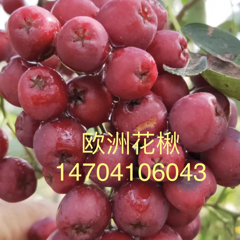 百花花楸 大果花楸 欧洲花楸 花楸树 花楸小苗批发 花楸基地