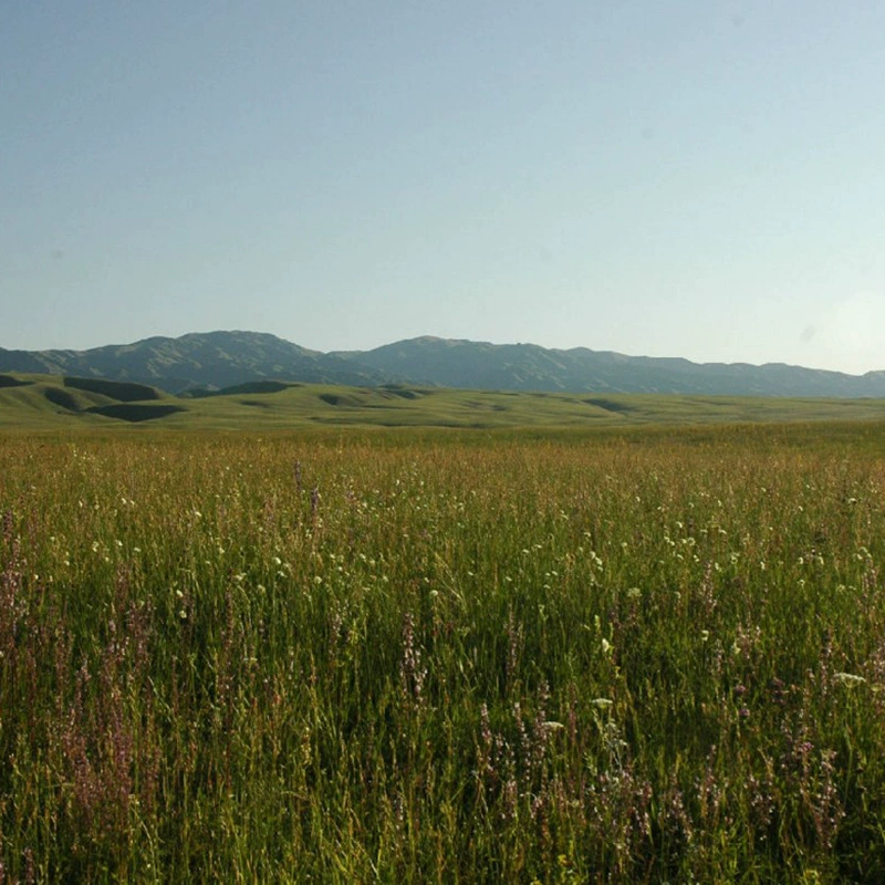 Оптовые Пасторальные Семена утиного Семена Твердый Песок Высокоурожайный Кормовой Зеленый Завод