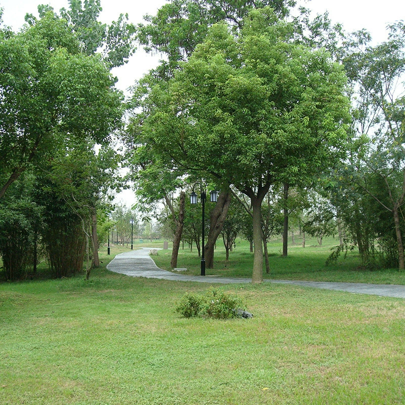 Оптовые ножницы для семян цветочных газонов семена Инпин ползучие/тонкие/A-4 сорта