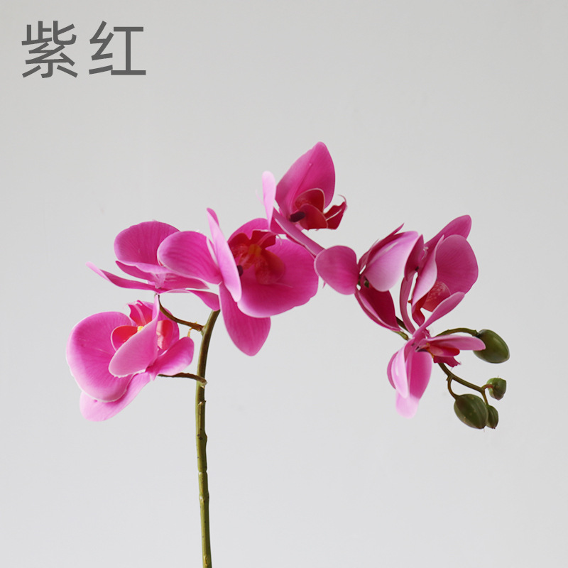 자홍색