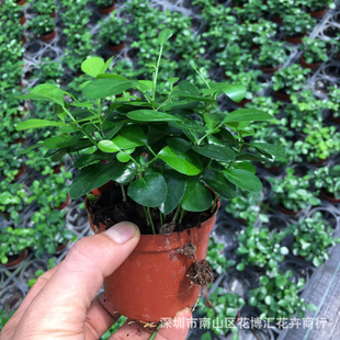 lA90 ҃ȾG ^~ֲСԾGֲ_ǧ