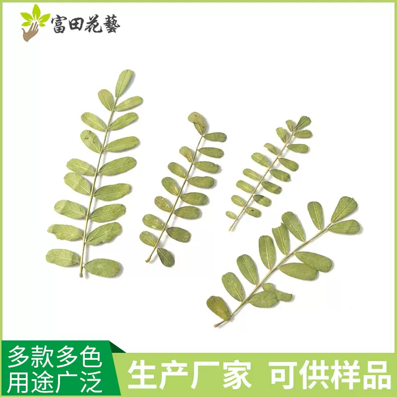 DIY手工饰品学生树叶贴画材料相框押花标本 刺花叶书签干花材料