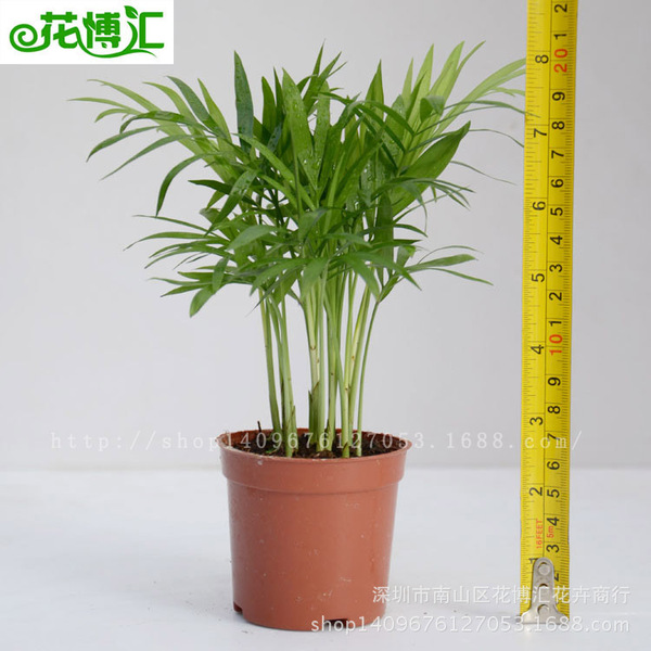 Wholesale Office Potted Green Plants 90#Pocket Coconut Pot Poor…