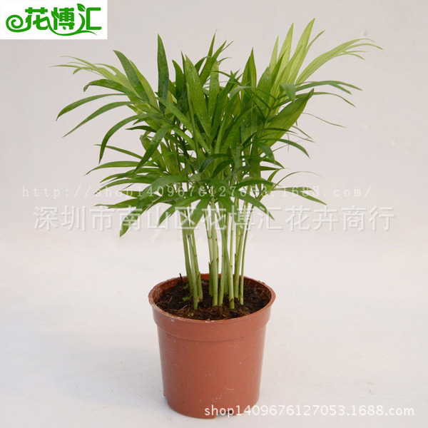 Wholesale Office Potted Green Plants 90#Pocket Coconut Pot Poor…