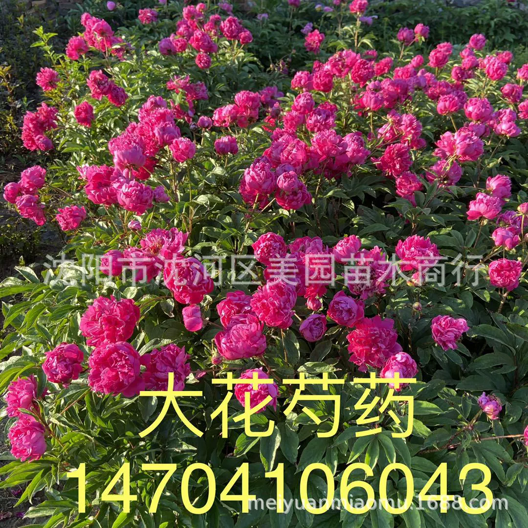 Пион база оптом крупный Цветок Пион двойной пион Цветущий длинноцветный яркий пион цена со скидкой