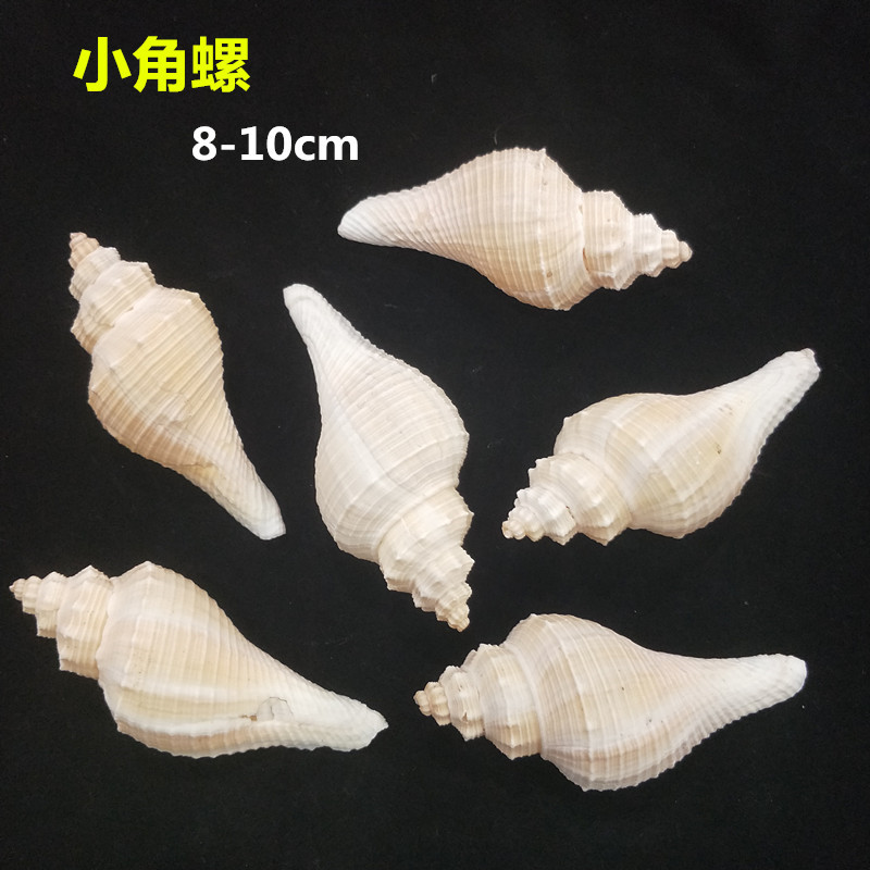 작은뿔달팽이 8-10cm