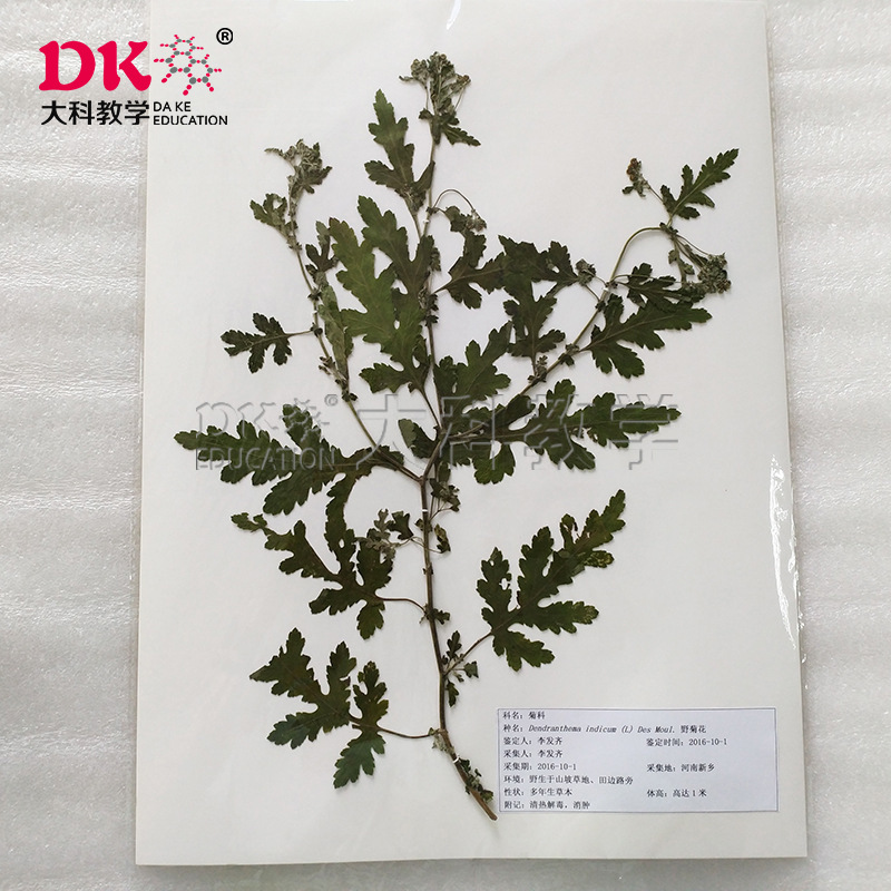厂家无框腊叶标本 科普教学研究使用 户外采集压制
