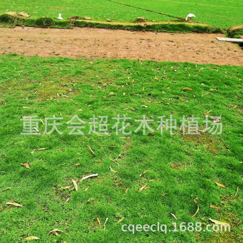 Поставка большое количество небо Бермудские острова Тайвань газон природные искусственные плотность высокая вытаптывание сопротивление газон дерн