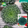 Factory wholesale four seasons sowing black vegetable seeds cold -resistant small vegetable balcony potted pastoral vegetable seeds