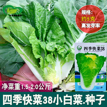 四季快菜38天成熟小白菜种子 农田菜地可盆栽小白菜蔬菜籽