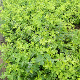 苗圃批发金雀锦鸡树苗树锦鸡儿工程苗东北金雀树锦鸡灌丛量大从优