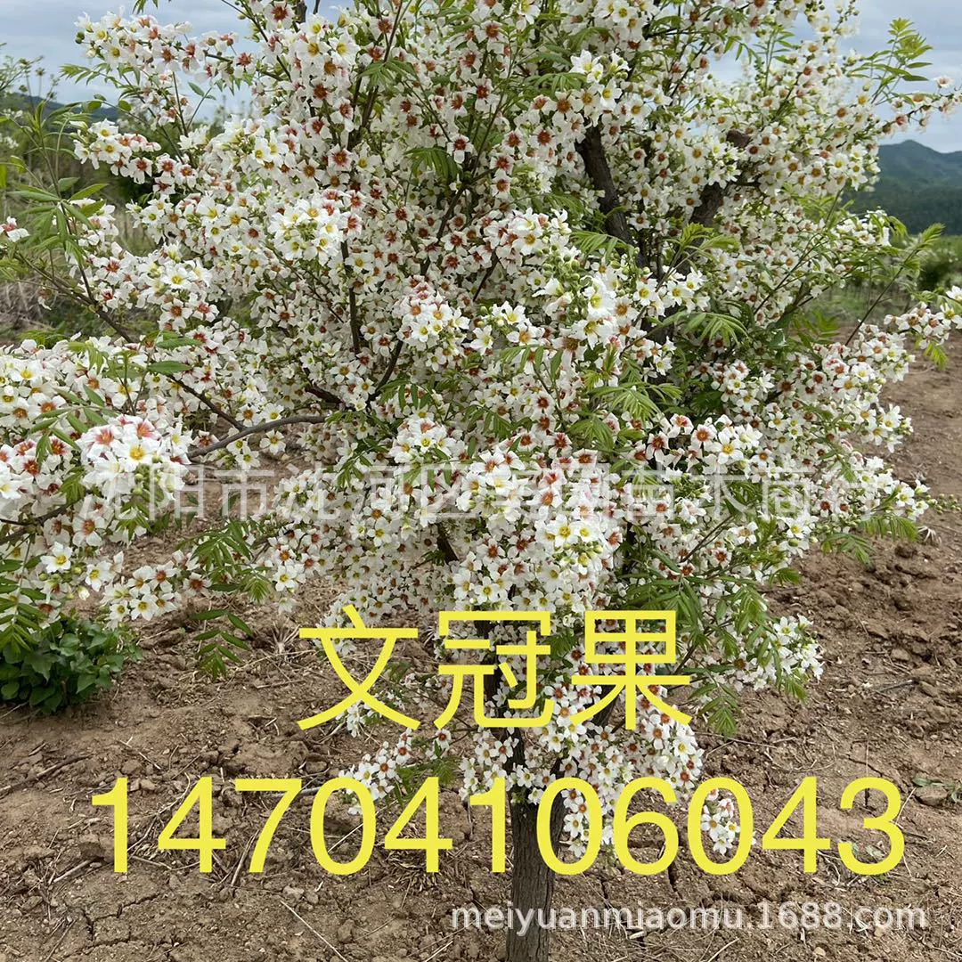 База по продаже Wen Guan Guo (Hibiscus trachyphyllus) предлагает: деревья Wen Guan Guo, саженцы Wen Guan Guo, Wen Guan Guo по сниженным ценам.