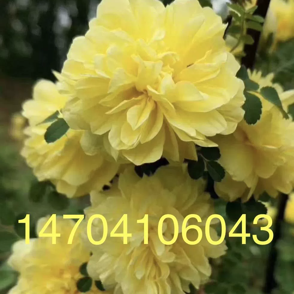 Саженцы живой изгороди желтых шипов желтая шип Роза большая куча саженцев желтых шипов Роза саженцы желтых шипов Желтая шип Роза Цена