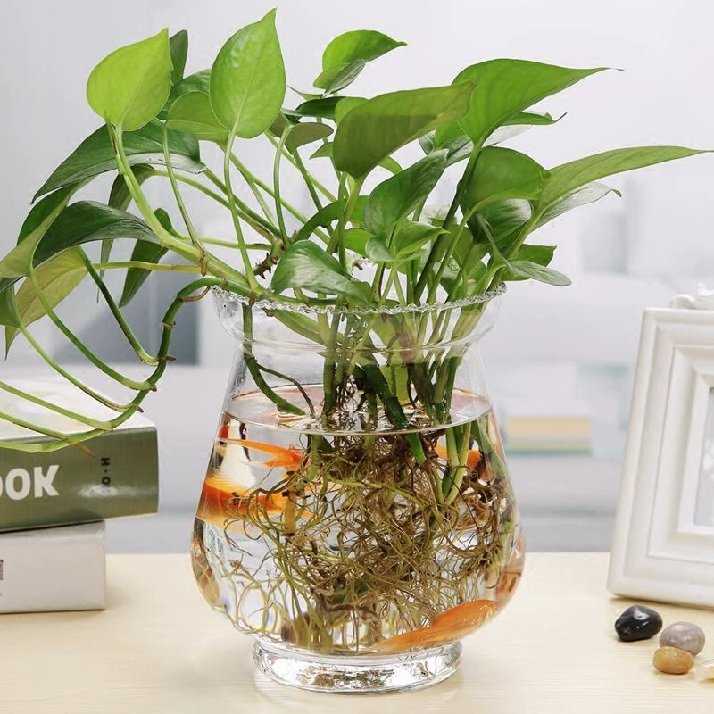 Стеклянная ваза для гидропоники зеленая редька простой креативный гидропонный цветочный горшок для растений прозрачный контейнер для гидропонной зеленой редьки контейнер для цветочной композиции