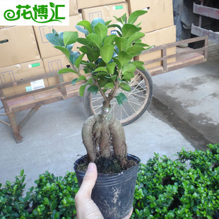 �҃��^�~ֲ��С���� �����՚�Gɫֲ�� ��A100���˅���