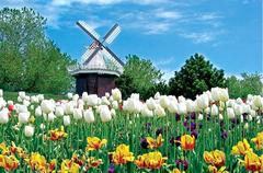 Adult space 1000 piece puzzle starry sky fantasy starry sky space walk wild duck animal super difficult puzzle