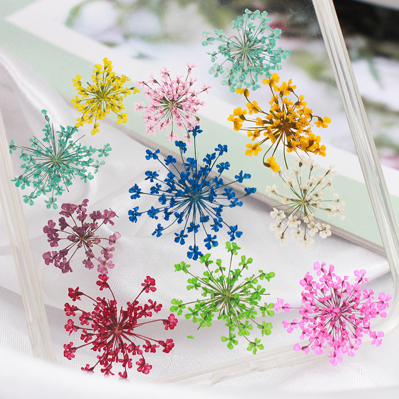 Snow Bead Lace Flower Dried Flower Embossed Plant Specimen Nail Art Face Decoration Children's Handmade Photo Frame Bookmark Sticker Snow Bead Lace Flower Dried Flower Embossed Plant Specimen Nail Art Face Decoration Children's Handmade Photo Frame Bookmark Sticker