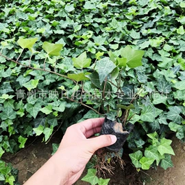 宿根花卉;盆栽;一二年生花卉