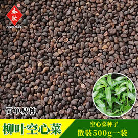 厂家批发柳叶空心菜种子 500g 小叶蕹菜细叶竹叶空心菜种籽芽苗菜