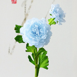 ����ֲë2�^ӳ���ɏ���� ���^ɏ�����컨���� ��c�ٻ��Ҿ��b�