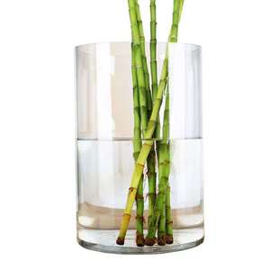 Modern Transparent Cylindrical Straight Glass Vase Transparent Living Room Hydroponic Rich Bamboo Flower Illustration Vase