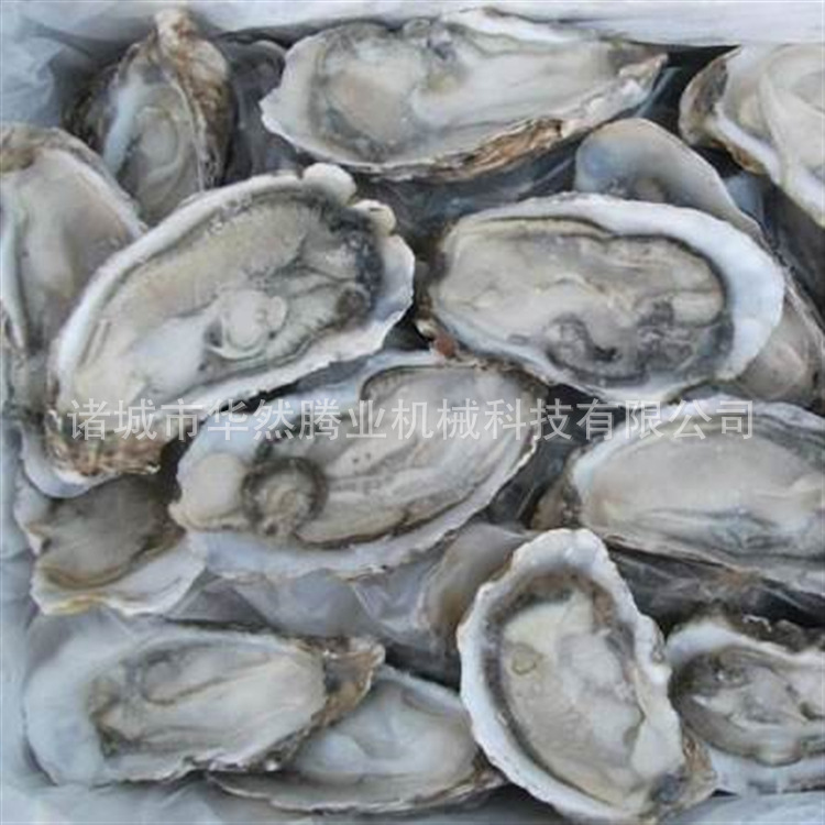 现货肉类食品流水线扇贝柱水产品速冻机 食品代理加盟