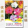 Spring and summer Season One -dollar Easy Seed Vegetable Seed Manufacturer Direct Sales Four Seasons Good Word of Mouth Word Seeds wholesale